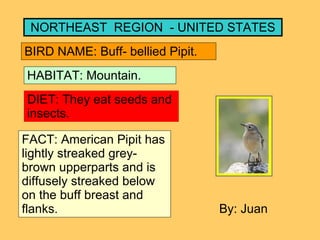 NORTHEAST  REGION  - UNITED STATES BIRD NAME: Buff- bellied Pipit. HABITAT: Mountain. DIET: They eat seeds and insects. FACT: American Pipit has lightly streaked grey-brown upperparts and is diffusely streaked below on the buff breast and flanks. By: Juan 