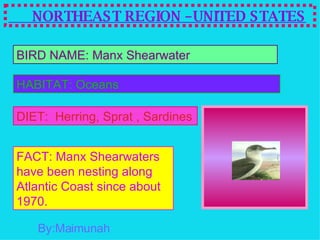 BIRD NAME: Manx Shearwater HABITAT: Oceans DIET:  Herring, Sprat , Sardines FACT: Manx Shearwaters have been nesting along Atlantic Coast since about 1970. NORTHEAST REGION –UNITED STATES By:Maimunah 
