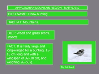 APPALACHIAN MOUNTAIN REGION - MARYLAND BIRD NAME: Snow bunting HABITAT: Mountains. DIET:  Weed and grass seeds, insects  FACT:  It is fairly large and long-winged for a bunting, 15-18 cm long and with a wingspan of 32–38 cm, and weighing 26–50 g.  By: Michael 