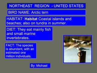 NORTHEAST  REGION  - UNITED STATES BIRD NAME: Arctic tern HABITAT:  Habitat  Coastal islands and beaches; also on tundra in summer. DIET: They eat mainly fish and small marine invertebrates. FACT: The species is abundant, with an estimated one million individuals. By: Michael   