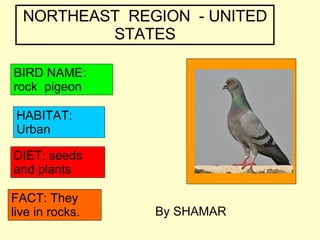 NORTHEAST  REGION  - UNITED STATES BIRD NAME: rock  pigeon HABITAT: Urban DIET: seeds and plants FACT: They live in rocks. By SHAMAR 