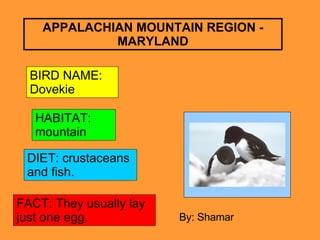 APPALACHIAN MOUNTAIN REGION - MARYLAND BIRD NAME: Dovekie HABITAT: mountain DIET: crustaceans and fish. FACT: They usually lay just one egg. By: Shamar 