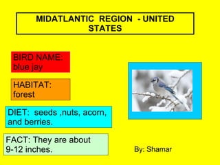 MIDATLANTIC  REGION  - UNITED STATES BIRD NAME: blue jay HABITAT: forest DIET:  seeds ,nuts, acorn, and berries. FACT: They are about 9-12 inches. By: Shamar 
