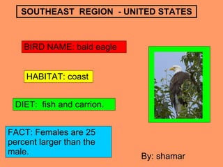 SOUTHEAST  REGION  - UNITED STATES BIRD NAME: bald eagle HABITAT: coast DIET:  fish and carrion. FACT: Females are 25 percent larger than the male. By: shamar 
