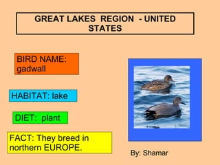 GREAT LAKES  REGION  - UNITED STATES BIRD NAME: gadwall HABITAT: lake DIET:  plant FACT: They breed in northern EUROPE. By: Shamar 