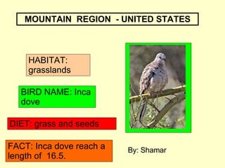 MOUNTAIN  REGION  - UNITED STATES BIRD NAME: Inca dove HABITAT: grasslands DIET: grass and seeds FACT: Inca dove reach a length of  16.5. By: Shamar 