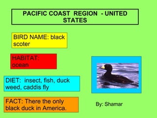 PACIFIC COAST  REGION  - UNITED STATES BIRD NAME: black scoter HABITAT: ocean DIET:  insect, fish, duck weed, caddis fly FACT: There the only black duck in America. By: Shamar 