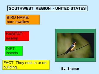 SOUTHWEST  REGION  - UNITED STATES BIRD NAME:  barn swallow HABITAT: swamp DIET: insects FACT: They nest in or on building. By: Shamar 
