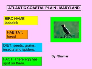 ATLANTIC COASTAL PLAIN - MARYLAND BIRD NAME: bobolink HABITAT: forest DIET: seeds, grains, insects and spiders. FACT: There egg has spot on them. By: Shamar 