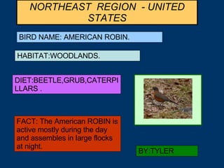 NORTHEAST  REGION  - UNITED STATES BIRD NAME: AMERICAN ROBIN. HABITAT:WOODLANDS. DIET:BEETLE,GRUB,CATERPILLARS . FACT: The American ROBIN is active mostly during the day and assembles in large flocks at night. BY:TYLER 