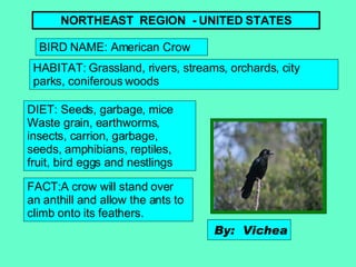 NORTHEAST  REGION  - UNITED STATES BIRD NAME: American Crow HABITAT: Grassland, rivers, streams, orchards, city  parks, coniferous woods   DIET: Seeds, garbage, mice Waste grain, earthworms, insects, carrion, garbage, seeds, amphibians, reptiles, fruit, bird eggs and nestlings  FACT:A crow will stand over an anthill and allow the ants to climb onto its feathers.  By:  Vichea 
