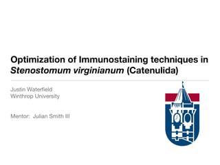 Optimization of Immunostaining techniques in  Stenostomum virginianum  (Catenulida) Justin Waterfield Winthrop University Mentor:  Julian Smith III 