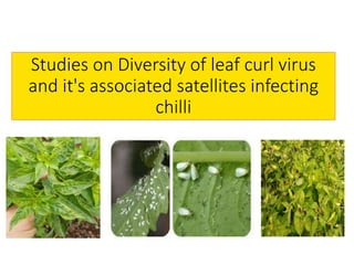 Studies on Diversity of leaf curl virus
and it's associated satellites infecting
chilli
 