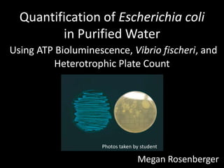 Quantification of Escherichia coli
         in Purified Water
Using ATP Bioluminescence, Vibrio fischeri, and
         Heterotrophic Plate Count




                    Photos taken by student

                                  Megan Rosenberger
 