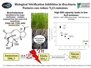 Biological Nitrification Inhibition in Brachiaria
                           Pastures can reduce N2O emissions
       Brachialactone                                                                                                High BNI capacity leads to low-
   identified as the major                                                                                                   N2O emission
    nitrification inhibitor                                                                                         JIRCAS – CIAT collaborative study – CIAT field site at
released from the roots of B.                                                                                                           Colombia
           humidicola.
                                                                                                                    500
  (PNAS 106, 17302, 2009)
          Patented by JIRCAS                                                                                                           Con
                                                                                                                    400




                                                                                     C um ulative N 2 O em ission
                                                                                                                                       Soy




                                                                                        (m g N 2 O -N m y )
                                                                                                        2 -1
                                                                                                                    300
                                                                                                                                  PM
                                                                                                                                         BHM

                                                                                                                    200                           BH-679

                                                          Root-produced
                                                           nitrification                                            100                                                             BH-16888
                                                            inhibitors

                                                                                                                      0
                                                                                                                              0          10      20        30             40         50             60

                                                                                                                                                                    -1                     -1
                                                                                                                           B N I capacity of the species (A T U g        root dry w t. d        )



                                                                                                                                                      Nitrate
  Ammonium                                                         Nitrite
                                Ammonia-oxidizing Bacteria                                              Nitrite-oxidizing Bacteria                    (NO3-)
   (NH4+)                                                          (NO2-)

G. V. Subbarao et al. (2012) Biological nitrification inhibition-Novel strategy to regulate nitrification in agricultural systems. Advances in Agronomy 114, 249-302
 