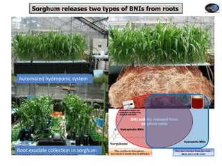 Sorghum releases two types of BNIs from roots




Automated hydroponic system




                                                    A droplet of yellow oily
                                                    substance exuding from
                                                    sorghum root hairs


                                                                BNI activity released from
                                                                     sorghum roots
                                                    Hydrophobic BNIs
                                           O
                                               OH


                                     O
                                           O
                                                                                               Hydrophilic BNIs
                                     Sorgoleone
Root exudate collection in sorghum         May confine to rhizosphere –
                                         movement is mostly due to diffusion
                                                                                        May move farther from the roots –
                                                                                            likely move with water
 