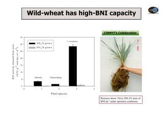 Wild-wheat has high-BNI capacity

                                                                                                      CIMMYT’s Collaboration
                                     35

                                                                                 L. racemosus
                                     30
                                                  N H 4 -N grow n
B N I activity released from roots




                                                  N O 3 -N grow n
   (A T U g root dry w t. d )
                            -1




                                     25



                                     20



                                     15
            -1




                                     10


                                                Nobeoka        Chinese Spring
                                      5



                                      0
                                          0           1                  2                 3    4


                                                                P lant species
                                                                                                    Releases about 150 to 200 AT units of
                                                                                                    BNI da-1 under optimum conditions
 