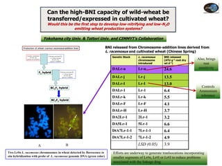 Can the high-BNI capacity of wild-wheat be
                                   transferred/expressed in cultivated wheat?
                                   Would this be the first step to develop low-nitrifying and low-N2O
                                                 emitting wheat production systems?

                                 Yokohama city Univ. & Tottori Univ. and CIMMYT’s Collaboration

           Production of wheat-Leymus racemosus-addition lines                  BNI released from Chromosome-addition lines derived from
                                                                                L. racemosus and cultivated wheat (Chinese Spring)
                                                       L.
                                                                                   Genetic Stock    L. racemosus      BNI released
              Leymus racemosus     Triticum aestivum
                  2N=4X =28;
              genome Ns NsXmXm
                                     cv. Chinese Spring
                                        2N=6X =42;
                                                                                                    chromosome        (ATU g-1 root dry     Also, brings
                                     genome AABBDD
                                                                                                    introduced        wt d-1)                   rust
                                                                                   DALr-n           Lr-n              24.6                   sensitivity
                            F1 hybrid                  Triticum aestivum   L.
                                                          cv. Chinese Spring
                                                             2N=6X =42;
                                                          genome AABBDD            DALr-j           Lr-j              13.5
                                                                                   DALr-I           Lr-I              13.0
                                      BC1F1 hybrid                                                                                            Controls
                                                                                   DALr-1           Lr-1              6.4                    Ammonium
                                                                                   DALr-k           Lr-k                                      tolerance
                                                                                                                      5.5
                                       BC7F1 hybrid
                                                                                   DALr-F           Lr-F              4.1
                                                                                   DALr-H           Lr-H              3.7
                                                                                   DA2Lr-1          2Lr-1             3.2
                                                                                   DA5Lr-1          5Lr-1             6.6
                                                                                   DtA7Lr-1-1       7Lr-1-1           6.4
                                                                                   DtA7Lr-1-2       7Lr-1-2           4.9
                            A                                   B                                   LSD (0.05)        3.9
Two Lr#n L. racemosus chromosomes in wheat detected by florescence in               Efforts are underway to generate tranlsocations incorporating
situ hybridization with probe of L. racemosus genomic DNA (green color)             smaller segments of Lr#n, Lr#I or Lr#J to reduce problems
                                                                                    associated with the linkage drag
 