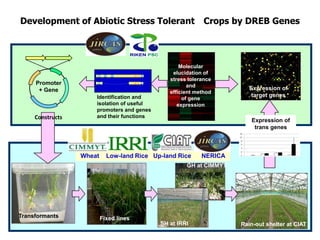 Development of Abiotic Stress Tolerant Crops by DREB Genes



                                                       Molecular
                                        B   L
                                                    elucidation of
                                                   stress tolerance
     Promoter                           B   L

                                                          and
      + Gene                                                               Expression of
                                                   efficient method
                      Identification and                                    target genes
                                                        of gene
                      isolation of useful             expression
                      promoters and genes
     Constructs       and their functions
                                                                           Expression of
                                                                            trans genes



                  Wheat     Low-land Rice Up-land Rice         NERICA
                                                         GH at CIMMYT




Transformants             Fixed lines
                                                SH at IRRI              Rain-out shelter at CIAT
 