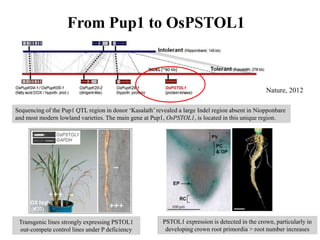 From Pup1 to OsPSTOL1



                                                                                                 Nature, 2012

Sequencing of the Pup1 QTL region in donor ‘Kasalath’ revealed a large Indel region absent in Niopponbare
and most modern lowland varieties. The main gene at Pup1, OsPSTOL1, is located in this unique region.




 Transgenic lines strongly expressing PSTOL1             PSTOL1 expression is detected in the crown, particularly in
 out-compete control lines under P deficiency             developing crown root primordia > root number increases
 