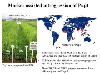 Marker assisted introgression of Pup1




                                                        Partners for Pup1
                                                     MAS
                                    •   Collaborations for Pup1-MAS with IRRI and
                                        AfricaRice and their NARES partners as part of GRiSP
                                    •   Collaboration with AfricaRice on fine-mapping a new
                                        QTL (Pup2) from Oryza glaberrima
Pup1 locus introgressed into IR74
                                    •   New JIRCAS and GRiSP projects to enhance P use
                                        efficiency, not just P uptake
 
