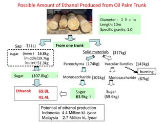 Possible Amount of Ethanol Produced from Oil Palm Trunk

                                                  Diameter：３８ｃｍ
                                                  Length: 10m
                                                  Specific gravity: 1.0



  Sap （731L)            トランク trunk
                        From one
                               1本から
sugar (inner) 16.8kg              Solid materials (317kg)
      （middle）39.7kg
      （outer） 51.3kg        Parenchyma (174kg)      Vascular Bundles (143kg)
                                                                          burning
  Sugar 発酵糖 (107.8kg)
          (107.8kg)         Monosaccharide (102kg) Monosaccharide (87kg)


   Ethanol:    69.8L              発酵糖
                                  Sugar              Sugar
               41.4L              （63.9kg ）
                                   63.9kg）          (59.6kg)

                Potential of ethanol production
                Indonesia 4.4 Million kL /year
                Malaysia 2.7 Million kL /year
 