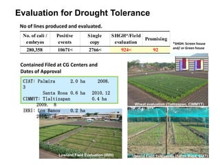 Research Activities at JIRCAS 