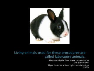 Research Animals | PPTX