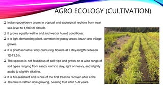AGRO ECOLOGY (CULTIVATION)
 Indian gooseberry grows in tropical and subtropical regions from near
sea-level to 1,500 m altitude.
 It grows equally well in arid and wet or humid conditions.
 It is light demanding plant, common in grassy areas, brush and village
groves.
 It is photosensitive, only producing flowers at a day-length between
12-13.5 h.
 The species is not fastidious of soil type and grows on a wide range of
soil types ranging from sandy loam to clay, light or heavy, and slightly
acidic to slightly alkaline.
 It is fire-resistant and is one of the first trees to recover after a fire.
 The tree is rather slow-growing, bearing fruit after 5–8 years.
 