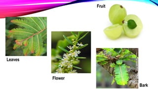Leaves
Flower
Fruit
Bark
 