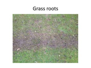 Grass roots
 