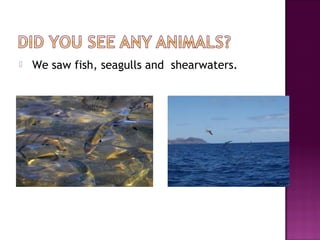  We saw fish, seagulls and shearwaters.
 