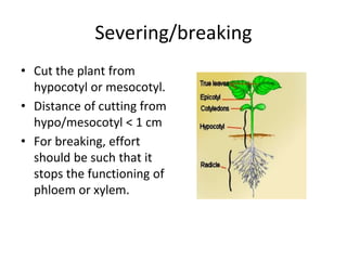 Severing/breaking
• Cut the plant from
hypocotyl or mesocotyl.
• Distance of cutting from
hypo/mesocotyl < 1 cm
• For breaking, effort
should be such that it
stops the functioning of
phloem or xylem.
 