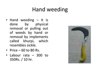 Hand weeding
• Hand weeding – It is
done by physical
removal or pulling out
of weeds by hand or
removal by implements
called khurpi, which
resembles sickle.
• Price – 60 to 80 Rs.
• Labour rata – 300 to
350Rs. / 10 hr.
 