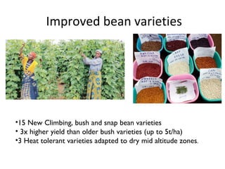 Improved bean varieties  <ul><li>15 New Climbing, bush and snap bean varieties  </li></ul><ul><li>3x higher yield than old...