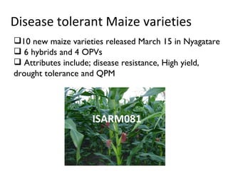 Disease tolerant Maize varieties  <ul><li>10 new maize varieties released March 15 in Nyagatare </li></ul><ul><li>6 hybrid...