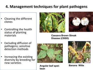 4. Management techniques for plant pathogens  <ul><li>Cleaning the different clones </li></ul><ul><li>Controlling the heal...