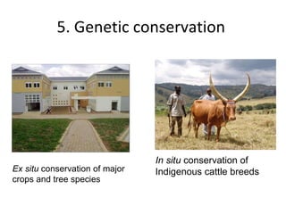 5. Genetic conservation  Ex situ  conservation of major crops and tree species In situ  conservation of Indigenous cattle ...