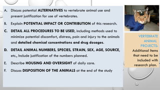 A. Discuss potential ALTERNATIVES to vertebrate animal use and
present justification for use of vertebrates.
B. Explain POTENTIAL IMPACT OR CONTRIBUTION of this research.
C. DETAIL ALL PROCEDURES TO BE USED, including methods used to
minimize potential discomfort, distress, pain and injury to the animals
and detailed chemical concentrations and drug dosages.
D. DETAIL ANIMAL NUMBERS, SPECIES, STRAIN, SEX, AGE, SOURCE,
etc., Include justification of the numbers planned.
E. Describe HOUSING AND OVERSIGHT of daily care.
F. Discuss DISPOSITION OF THE ANIMALS at the end of the study
VERTEBRATE
ANIMAL
PROJECTS:
Additional Items
that need to be
included with
research plan.
 