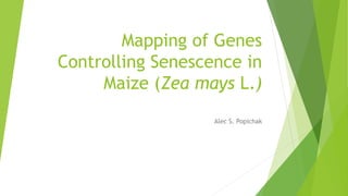 Mapping of Genes
Controlling Senescence in
Maize (Zea mays L.)
Alec S. Popichak
 