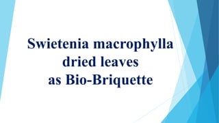Swietenia macrophylla
dried leaves
as Bio-Briquette
 
