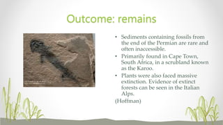 • Sediments containing fossils from
the end of the Permian are rare and
often inaccessible.
• Primarily found in Cape Town,
South Africa, in a scrubland known
as the Karoo.
• Plants were also faced massive
extinction. Evidence of extinct
forests can be seen in the Italian
Alps.
(Hoffman)
Outcome: remains
 