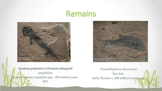Paramblypterus duvernoyi
Ray fish
Early Permian (~280 million years ago)
Apateon pedestris (a Permian tetrapod)
amphibian
Lower Permian (Asselian Age - 290 million years
ago)
Remains
 