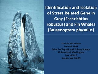 Identification and Isolation
 of Stress Related Gene in
     Gray (Eschrichtius
 robustus) and Fin Whales
  (Balaenoptera physalus)

            Christin McLemore
               June 04, 2009
   School of Aquatic and Fishery Science
        University of Washington
                Box 355020
             Seattle, WA 98195
 