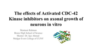 The effects of Activated CDC-42
Kinase inhibitors on axonal growth of
neurons in vitro
Montasir Rahman
Bronx High School of Science
Mentor: Dr. Ijaz Ahmed
Medgar Evers College of CUNY
 