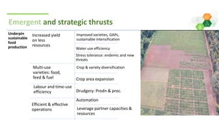 ICRISAT Global Planning Meeting 2019: Research Program - Crop Improvement update by ICRISAT ESA team