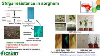 ICRISAT Global Planning Meeting 2019:Research Program - Genetic Gains by Dr Rajeev Varshney and Team