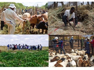 ICRISAT Global Planning Meeting 2019:Research Program - Innovation Systems for the Drylands (ISD)  by Dr Anthony Whitbread and Team