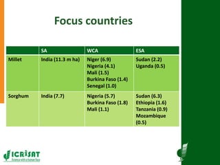 Research program on dryland cereals