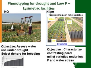 Research program on dryland cereals